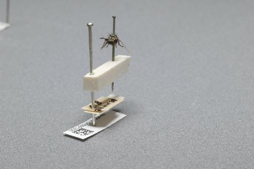 Sarcophaga (Myorhina) nigriventris Meigen, 1826 - 015091850_additional_1