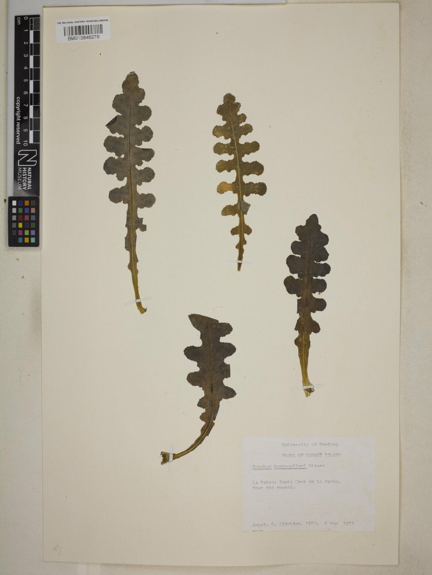 To NHMUK collection (Sonchus bornmuelleri Pit.; NHMUK:ecatalogue:9074844)