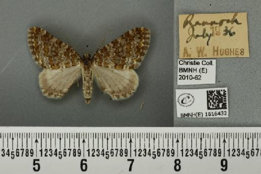 Entephria flavicinctata ruficinctata (Guenée, 1858) - BMNHE_1616432_318882