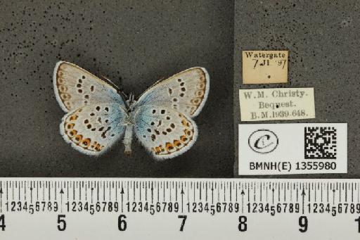 Plebejus argus argus ab. basijuncta Tutt, 1909 - BMNHE_1355980_153605