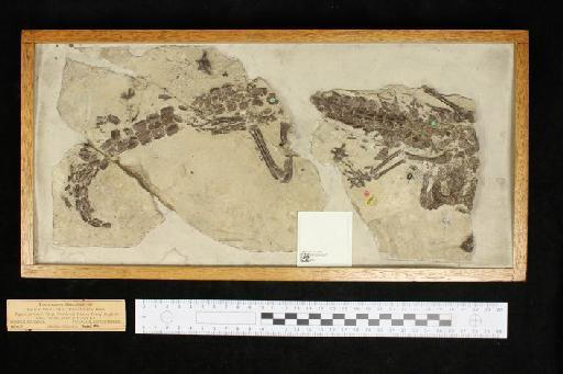 Theriosuchus pusillus Owen, 1879 - 010024387_L010093044