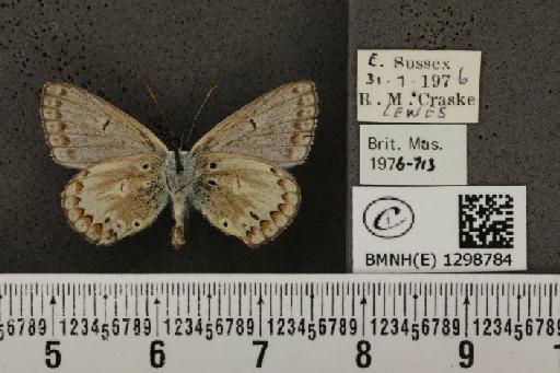 Polyommatus icarus icarus ab. antico-obsoleta Tutt, 1910 - BMNHE_1298784_149268