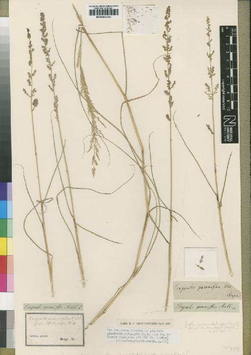 Eragrostis gummiflua Nees - BM000923023