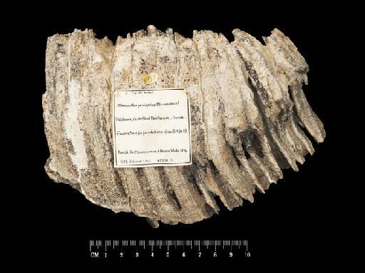 Palaeoloxodon antiquus (Falconer, 1857) - OR45870_1 Palaeoloxodon antiquus NHM Left lower molar fragment