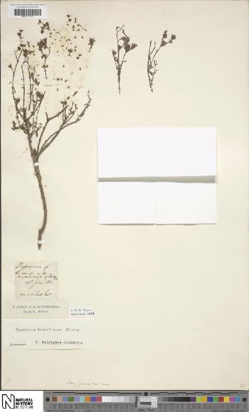 Hypericum brasiliense Choisy - BM001207262