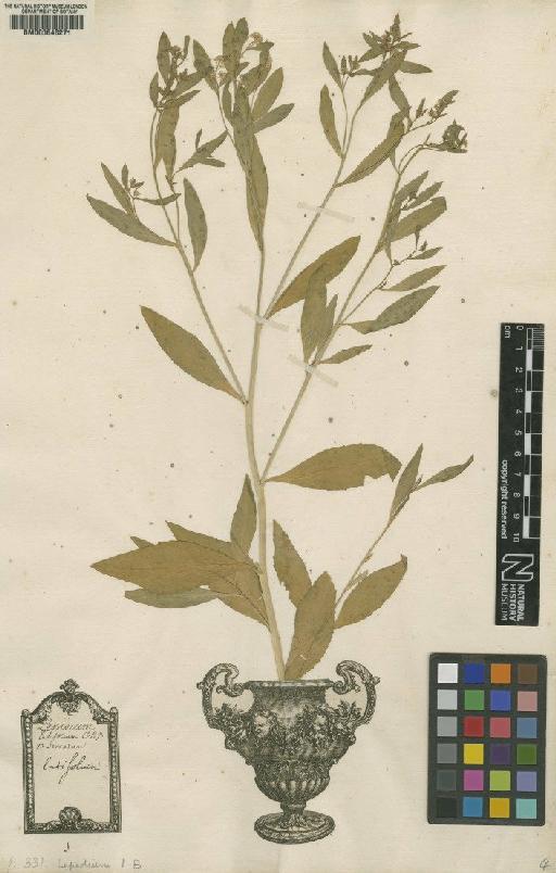 Lepidium latifolium L. - BM000646271