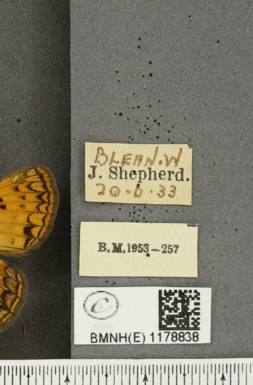 Melitaea athalia ab. cinnamomea Vorbrodt & Müller-Rutz, 1917 - BMNHE_1178838_label_56540