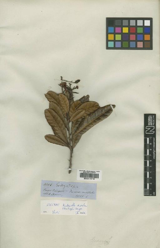 Krukoviella disticha (Tiegh) Dwyer - BM000798745