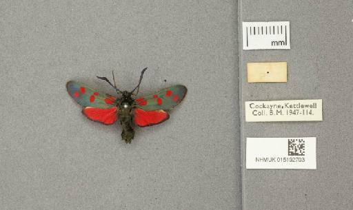 Zygaena (Zygaena) filipendulae stephensi Dupont, 1900 - 015192703_additional