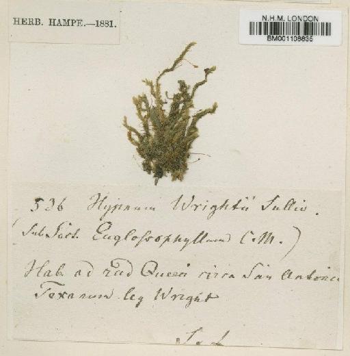 Stereophyllum radiculosum (Hook.) Mitt. - BM001108835