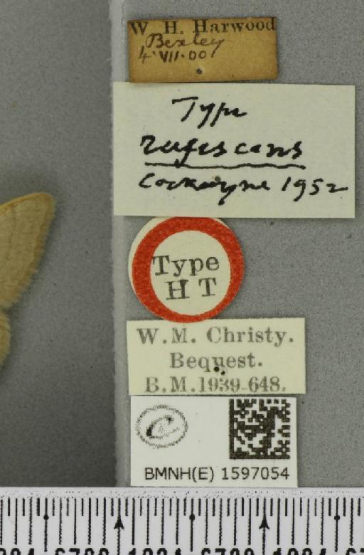 Idaea straminata ab. rufescens Cockayne, 1952 - BMNHE_1597054_label_299058