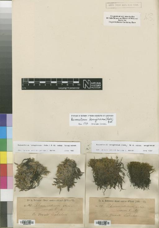 Racomitrium lanuginosum (Hedw.) Brid. - BM000878209_a