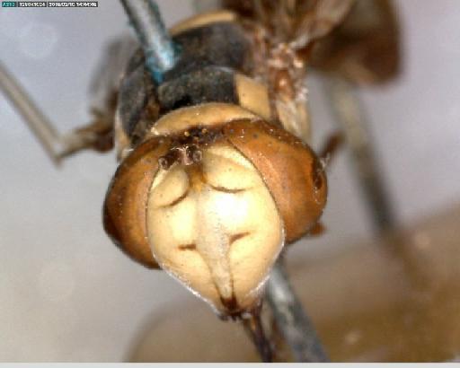Monoceromyia gloriosa Hull, 1944 - Ceriana gloriosa HT head