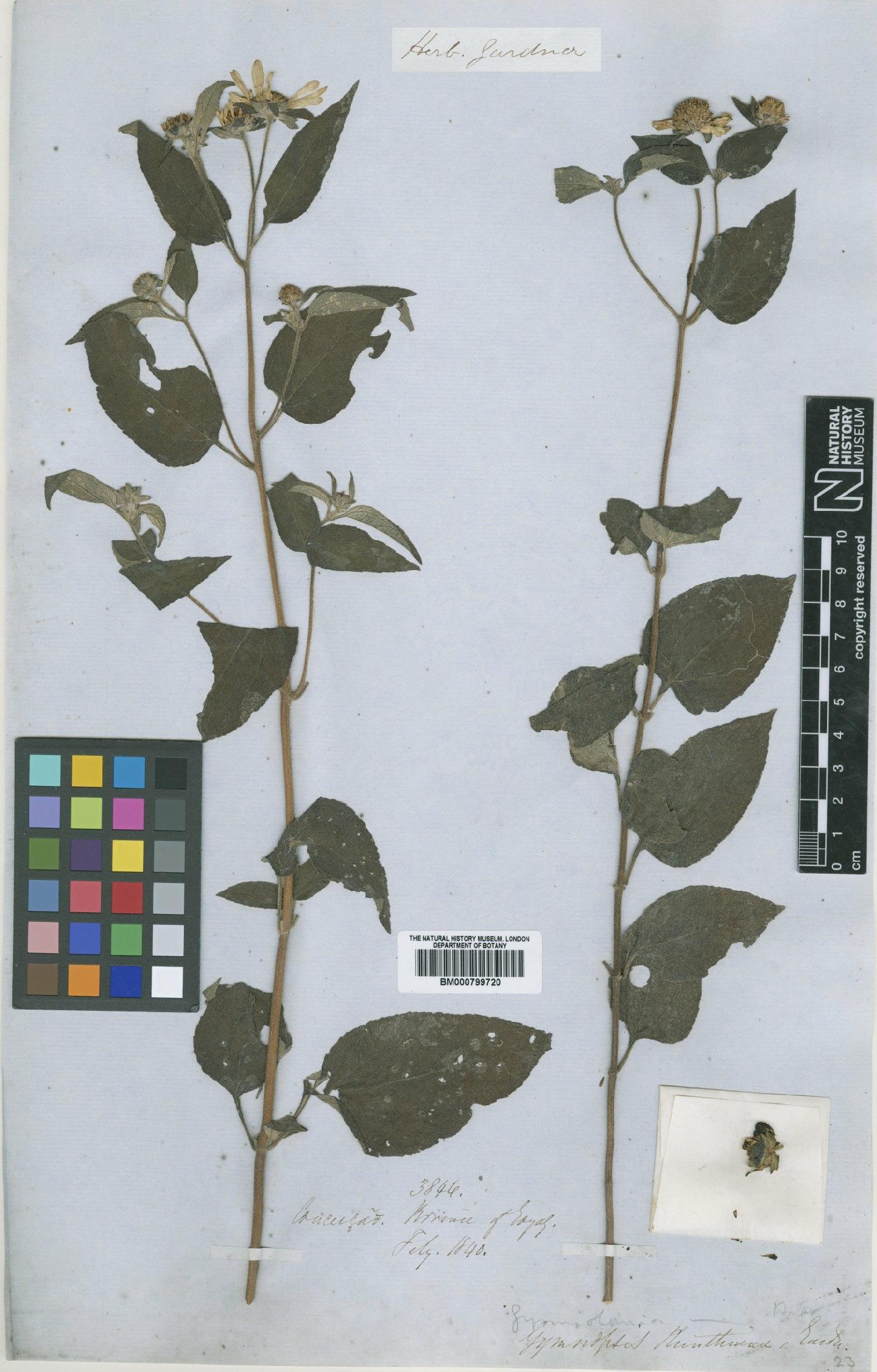 To NHMUK collection (Aspilia kunthiana (Gardner) Blake; Type; NHMUK:ecatalogue:4992067)