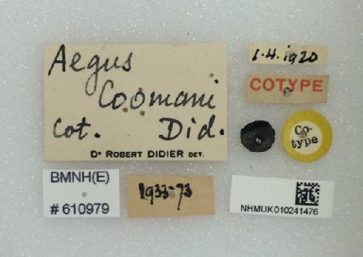 Aegus coomani Didier, 1926 - Aegus_coomani_labels