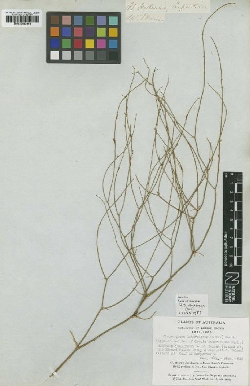 Corynotheca lateriflora (R.Br.) F.Muell. ex Benth. - BM000990664