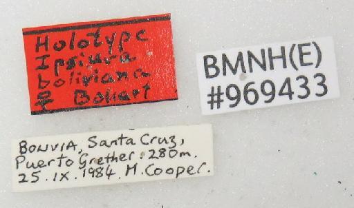 Ipsiura boliviana Bohart, 1985 - Ipsiura_boliviana-BMNH(E)#969433_type-labels