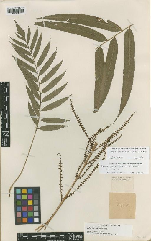 Polybotrya sorbifolia Mett. ex Kuhn - BM000937915