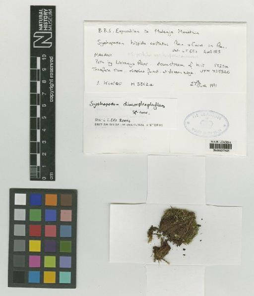 Syrrhopodon dimorphophyllus L.T.Ellis - BM000677425