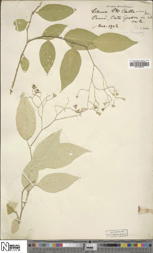 Solanum sanctaecatharinae Dunal - BM000935591
