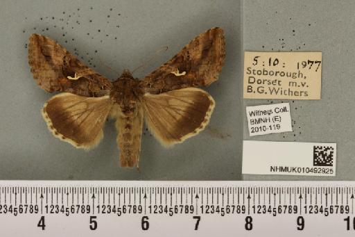 Autographa gamma (Linnaeus, 1758) - NHMUK_010492925_548602