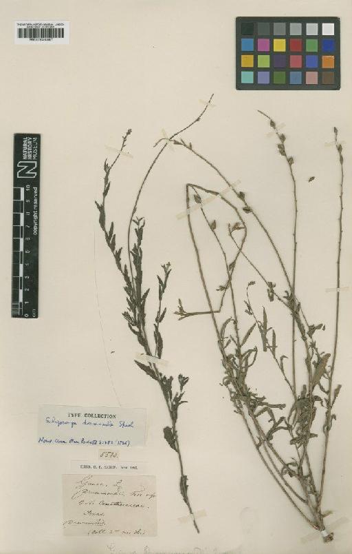 Gaura odorata Sessé & Lag. - BM001024387