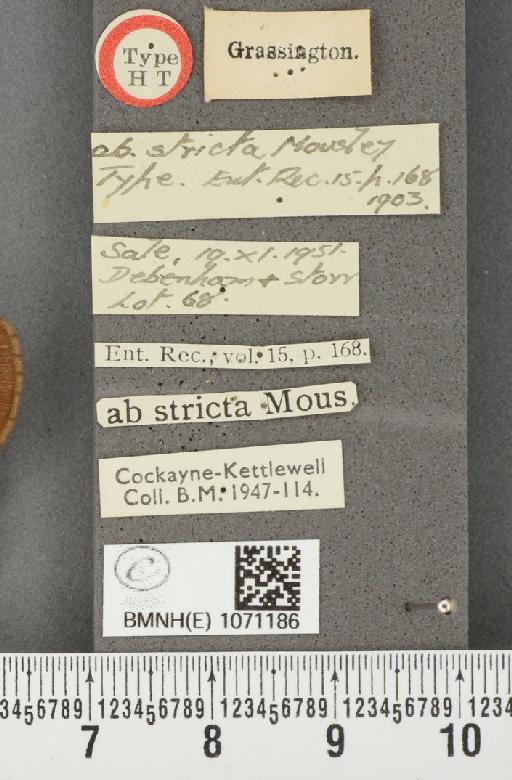 Erebia aethiops aethiops ab. stricta Mousley, 1903 - BMNHE_1071186_label_36861