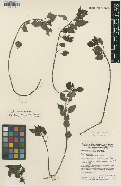 Pilea shizongensis A.K.Monro, C.J.Chen & Y.G.Wei - BM001001216