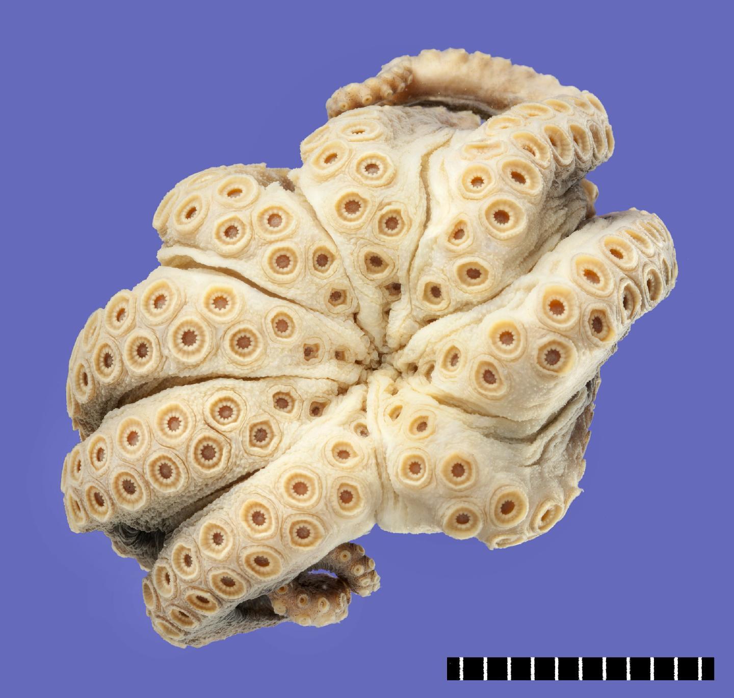 To NHMUK collection (Octopus vitiensis Hoyle, 1885; HOLOTYPE; NHMUK:ecatalogue:3503366)