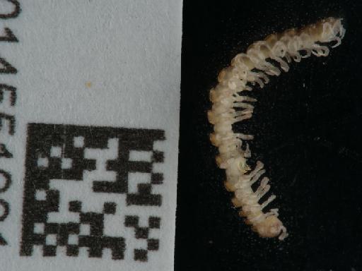 Brachydesmus superus Latzel - 014551991_3