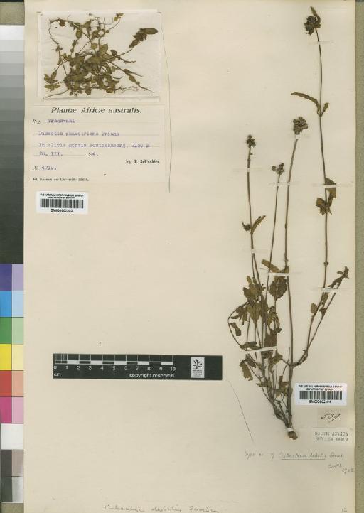 Dissotis debilis (Sond) Triana - BM000902394