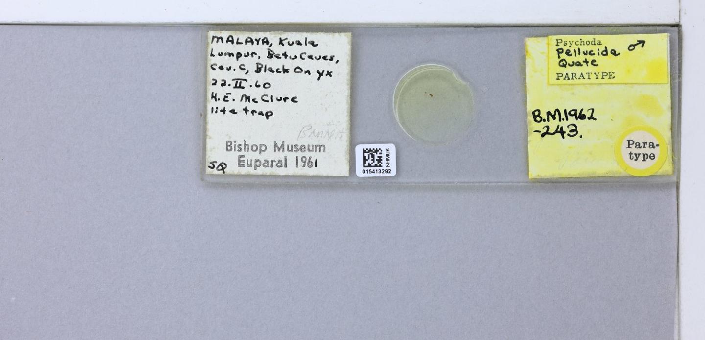 Psychoda pellucida