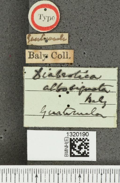Diabrotica albosignata Baly, 1886 - BMNHE_1320190_label_18037