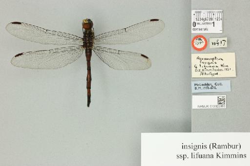 Agrionoptera insignis lifuana Kimmins, 1953 - 013322865_dorsal