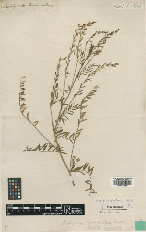 Astragalus sulcatus L. - BM000750979