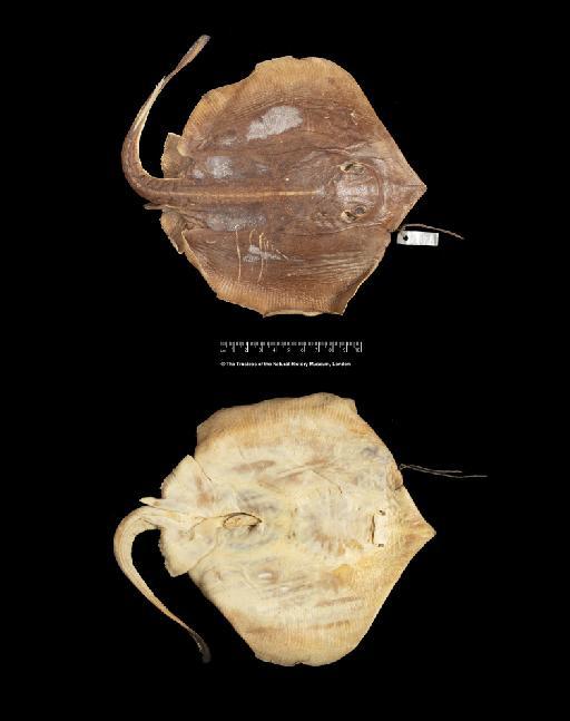 Urolophus asterias Jordan & Gilbert, 1883 - BMNH 1895.5.27.335-337, Urolophus asterias_a