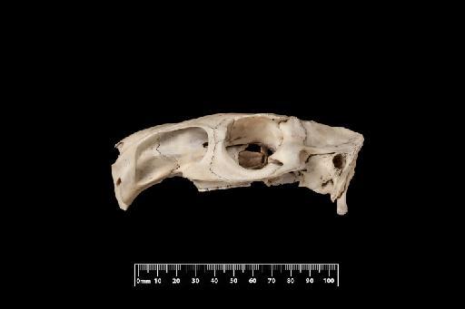 Lagostomus crassus Thomas, 1910 - 1897_10_3_16-Lagostomus_crassus-Holotype-Skull-lateral