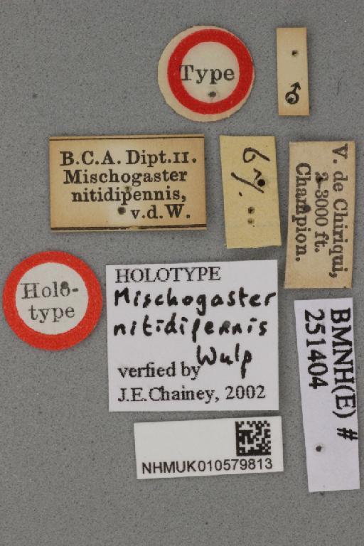 Mischogaster nitidipennis van der Wulp, 1899 - Mischogaster nitidipennis NHMUK 010579813 holotype male labels