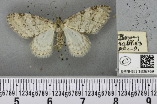 Trichopteryx carpinata (Borkhausen, 1794) - BMNHE_1836769_409529