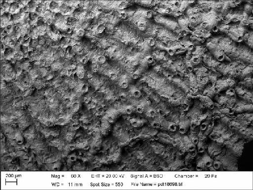 Zigzagopora wigleyensis Wilson & Taylor, 2016 - NHM-UK_P_BZ7750_17_M_1