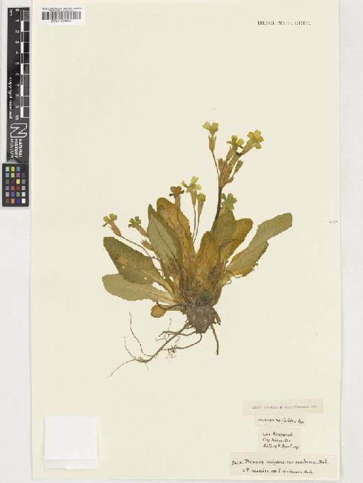 Primula vulgaris Huds. - BM001074008