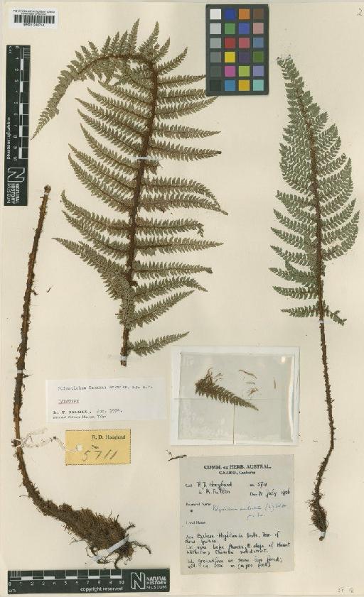 Polystichum takakii Nakaike - BM001048744