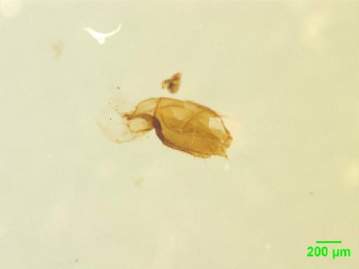 Tachyporinae MacLeay, W. S., 1825 - 010188801__