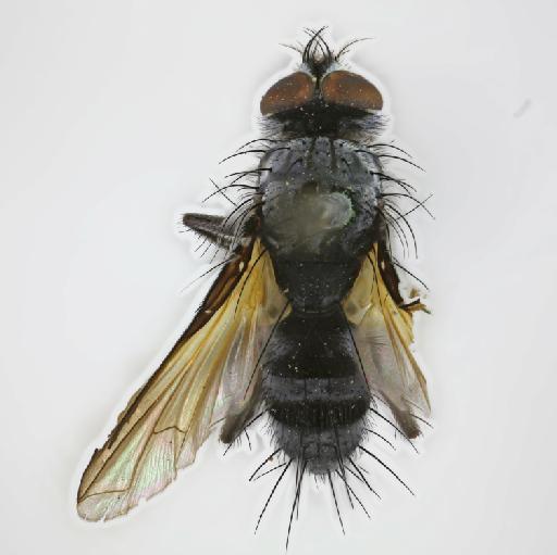Phyllomya pictipennis (van der Wulp, 1891) - Phyllomyia pictipennis HT dorsal