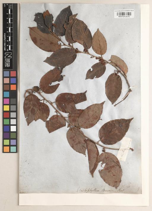 Dalbergia ecastaphyllum (L.) Taub. - BM013406543