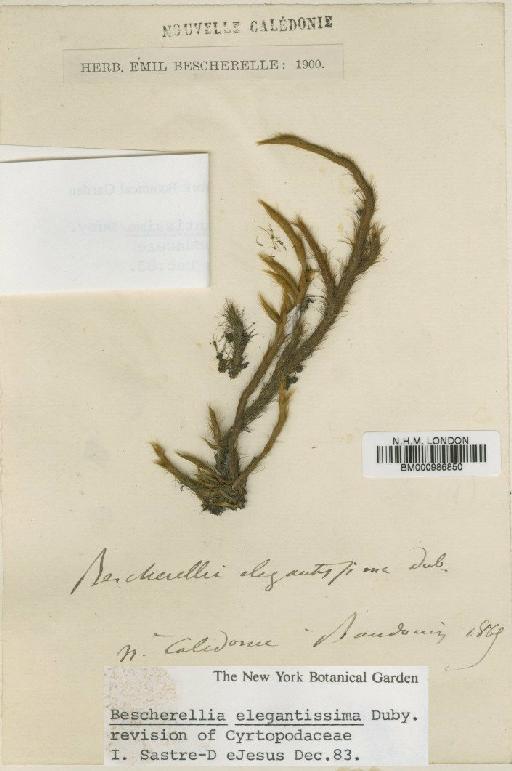 Bescherellia elegantissima Duby - BM000986850