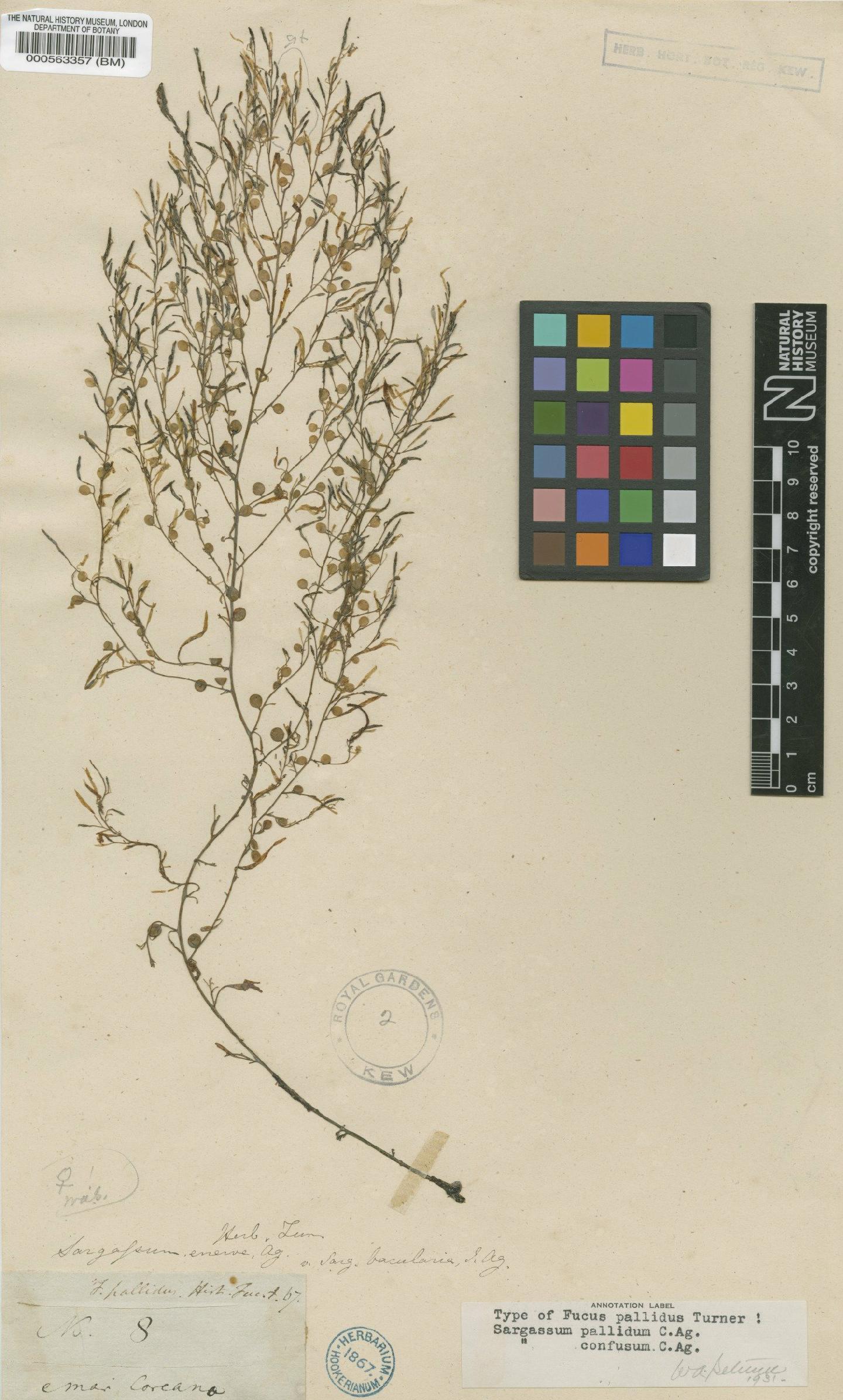 To NHMUK collection (Sargassum pallidum (Turner) C.Agardh; Isosyntype; NHMUK:ecatalogue:4723059)