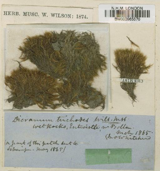 Blindia acuta (Hedw.) Bruch & Schimp. - BM000965370