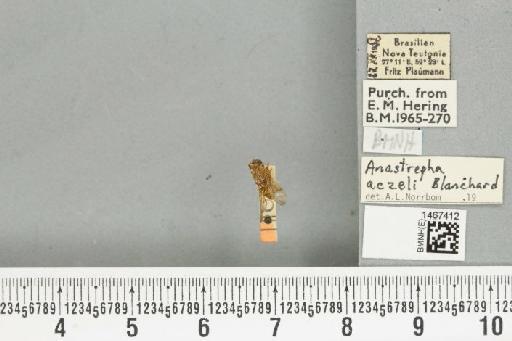 Anastrepha aczeli Blanchard, E.E., 1961 - BMNHE_1467412_40307