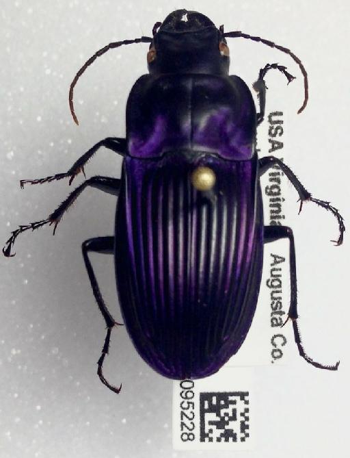 Dicaelus purpuratus Bonelli, 1813 - Dicaelus purpuratus NHMUK 010095228